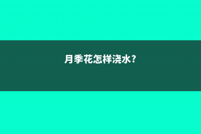 月季花的浇水方法 (月季花怎样浇水?)