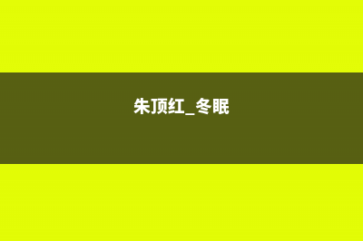 朱顶红冬季休眠期的养护 (朱顶红 冬眠)