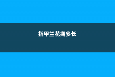 指甲兰怎么浇水 (指甲兰花期多长)