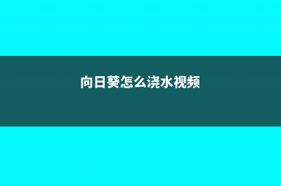 向日葵怎么浇水 (向日葵怎么浇水视频)