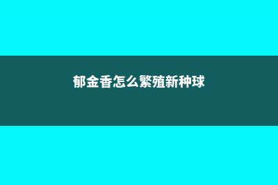 郁金香怎么繁殖 (郁金香怎么繁殖新种球)