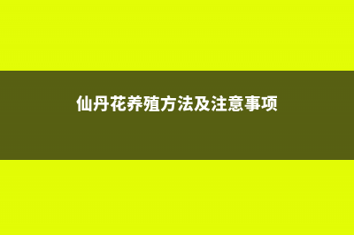 仙丹花养殖方法及注意事项 (仙丹花养殖方法及注意事项)