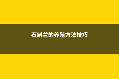 石斛兰的养殖方法 (石斛兰的养殖方法技巧)