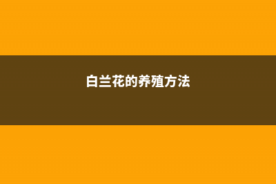 白兰花的养殖方法和注意事项 (白兰花的养殖方法)