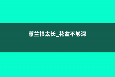 蕙兰大盆深埋控水的方法 (蕙兰根太长 花盆不够深)