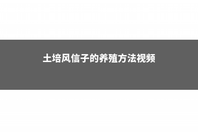 土培风信子的方法 (土培风信子的养殖方法视频)