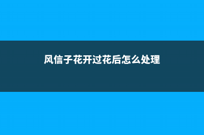 风信子花期过后的种球如何养保存 (风信子花开过花后怎么处理)