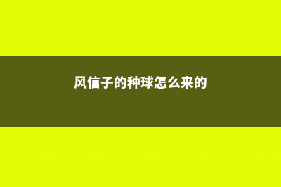 风信子怎么分球 (风信子的种球怎么来的)