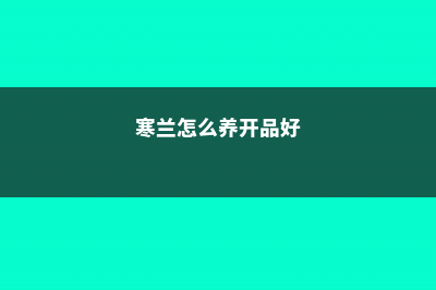 寒兰怎么养 (寒兰怎么养开品好)