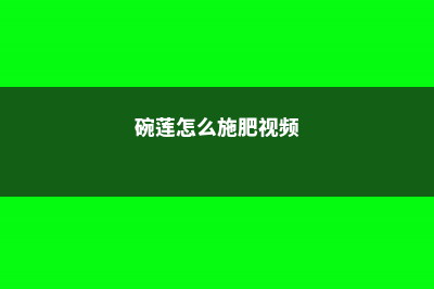 碗莲怎么施肥 (碗莲怎么施肥视频)