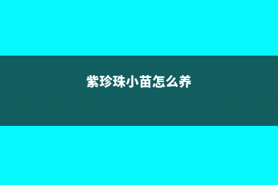 紫珍珠的繁殖方法 (紫珍珠小苗怎么养)