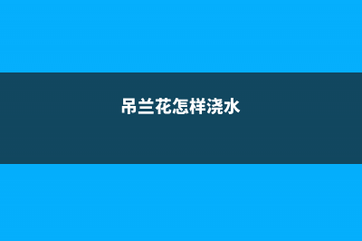 怎样给吊兰浇水 (吊兰花怎样浇水)