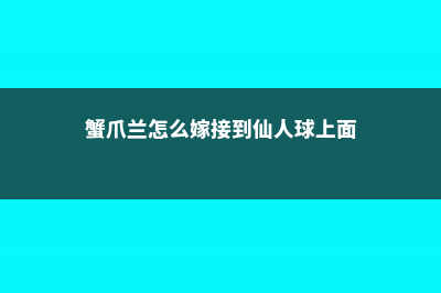 蟹爪兰怎么嫁接 (蟹爪兰怎么嫁接到仙人球上面)