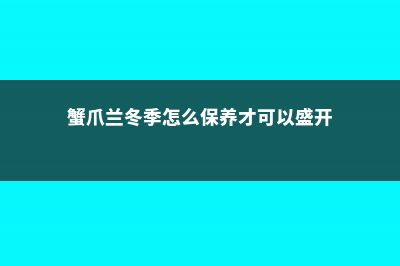 蟹爪兰冬季怎么养护 (蟹爪兰冬季怎么保养才可以盛开)