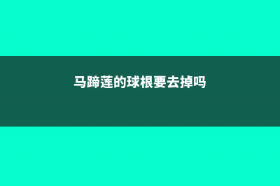 马蹄莲的球根要怎么保存 (马蹄莲的球根要去掉吗)