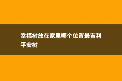 幸福树放在家里哪个位置最吉利 (幸福树放在家里哪个位置最吉利平安树)