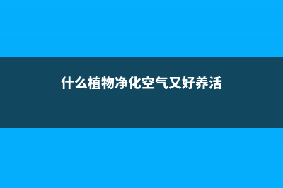 什么植物净化空气最好 (什么植物净化空气又好养活)