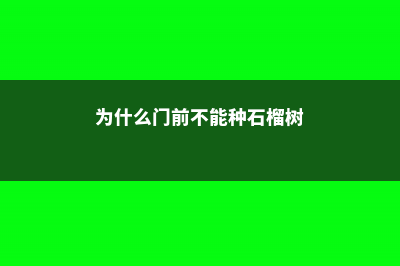 为什么门前不能种枣树 (为什么门前不能种石榴树)