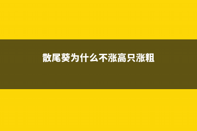 散尾葵为什么不适合放在家里 (散尾葵为什么不涨高只涨粗)