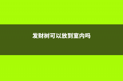 发财树可以放到卧室里吗? (发财树可以放到室内吗)