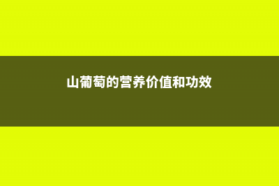 山葡萄的功效与作用，有什么禁忌 (山葡萄的营养价值和功效)