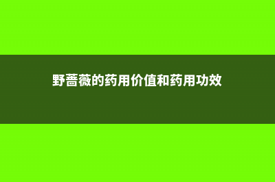 野蔷薇的药用功效，基本介绍 (野蔷薇的药用价值和药用功效)