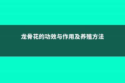 龙骨花的功效与作用，有什么禁忌 (龙骨花的功效与作用及养殖方法)