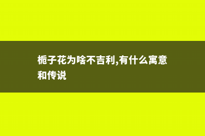 栀子花为啥不吉利，有什么寓意和传说 (栀子花为啥不吉利,有什么寓意和传说)