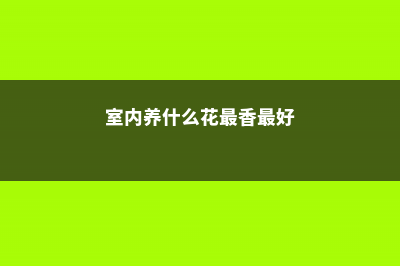 室内养什么花最好，有什么需要注意的地方 (室内养什么花最香最好)