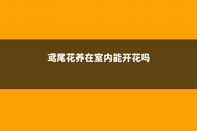 鸢尾花养在家中注意什么，养在家中对身体有害吗 (鸢尾花养在室内能开花吗)