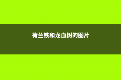 荷兰铁和龙血树的区别，哪个更好养 (荷兰铁和龙血树的图片)