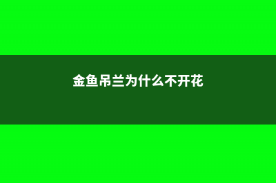 金鱼吊兰的花语和寓意，送人有什么禁忌 (金鱼吊兰为什么不开花)