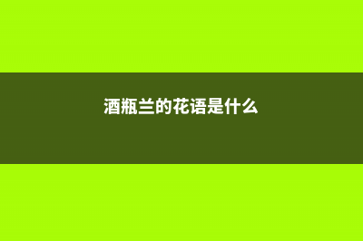 酒瓶兰的花语和寓意，送人有什么禁忌 (酒瓶兰的花语是什么)