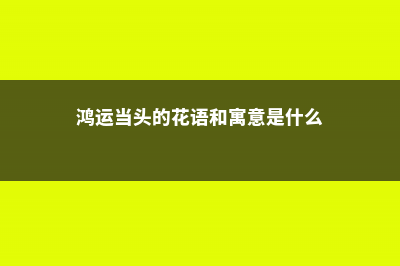 鸿运当头的花语和寓意，送人有什么禁忌 (鸿运当头的花语和寓意是什么)