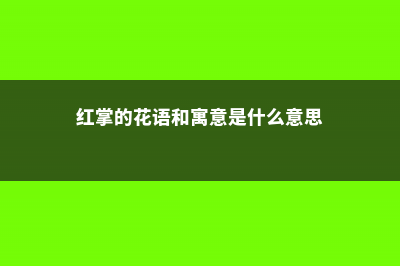 红掌的花语和寓意，送人有什么禁忌 (红掌的花语和寓意是什么意思)