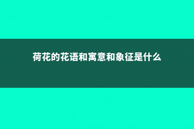 荷花的花语和寓意，有什么传说故事 (荷花的花语和寓意和象征是什么)