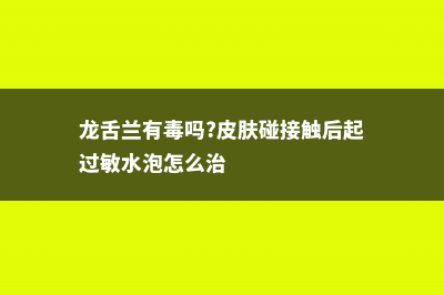 龙舌兰有毒吗，龙舌兰有什么作用 (龙舌兰有毒吗?皮肤碰接触后起过敏水泡怎么治)