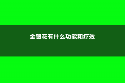 金银花有什么功效，能祛痘吗 (金银花有什么功能和疗效)