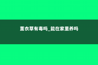 薰衣草有毒吗，薰衣草可以放在卧室吗 (薰衣草有毒吗 能在家里养吗)