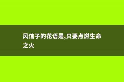 风信子的花语，不同颜色风信子的花语 (风信子的花语是,只要点燃生命之火)