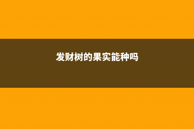 发财树的果实能吃吗，叶子发白是怎么回事 (发财树的果实能种吗)