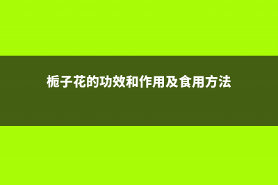 栀子花的功效和作用，栀子可以用来泡水喝吗 (栀子花的功效和作用及食用方法)