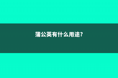 蒲公英有什么用途 (蒲公英有什么用途?)