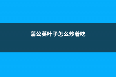 蒲公英叶子怎么吃，可以泡水吗 (蒲公英叶子怎么炒着吃)