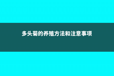 多头菊品种介绍，多头菊图片 (多头菊的养殖方法和注意事项)