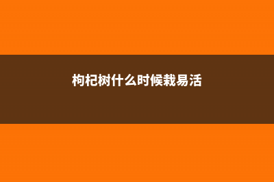 枸杞树什么时候移栽最好，什么时候栽易活 (枸杞树什么时候栽易活)