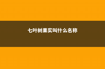 七叶树果实叫什么，果实有什么作用 (七叶树果实叫什么名称)