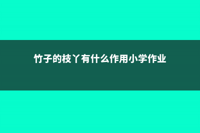 竹子的枝丫有什么作用 (竹子的枝丫有什么作用小学作业)