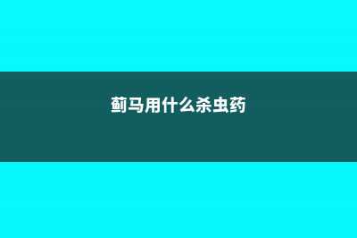 蓟马用什么能彻底杀死 (蓟马用什么杀虫药)