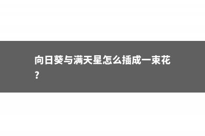 向日葵满天星搭配的意义，适合送什么人 (向日葵与满天星怎么插成一束花?)